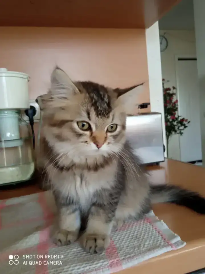 Нежный котенок Лёва ищет дом!, фотография 6