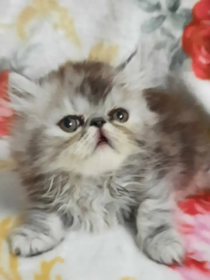 Продается персидский котик, фотография 1
