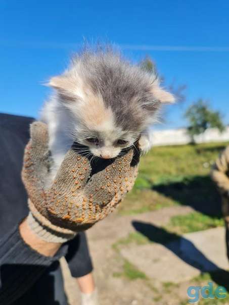 Котята ищут дом или передержку, фотография 2