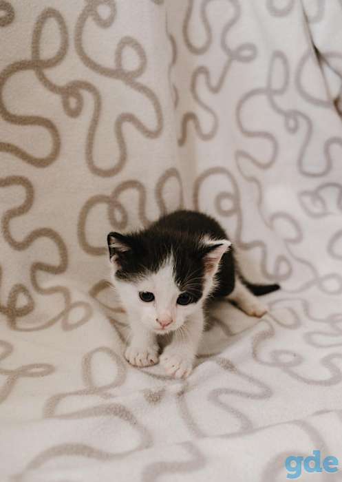 Внимание! Открыт резерв на котят. Им всего 1 месяц, фотография 5