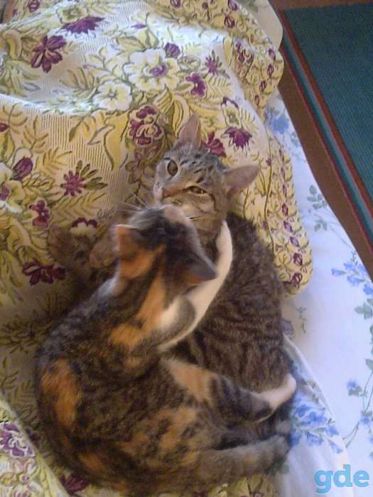 Котята в добрые руки, фотография 1
