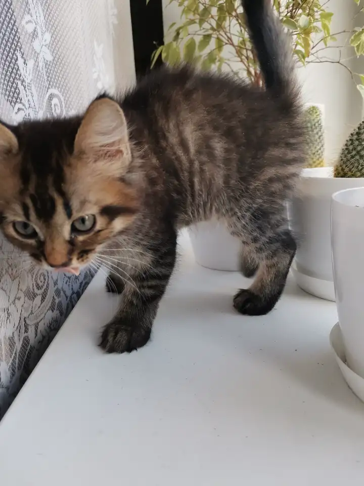 Отдам котят, фотография 1