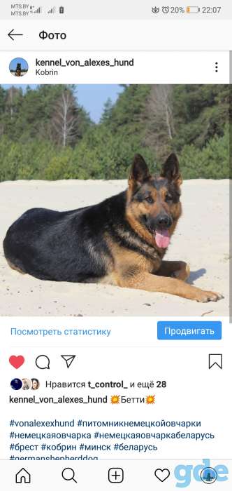 Щенки немецкой овчарки, фотография 1