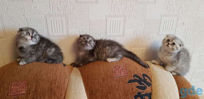 Шотландские вислоухие котята, фотография 3