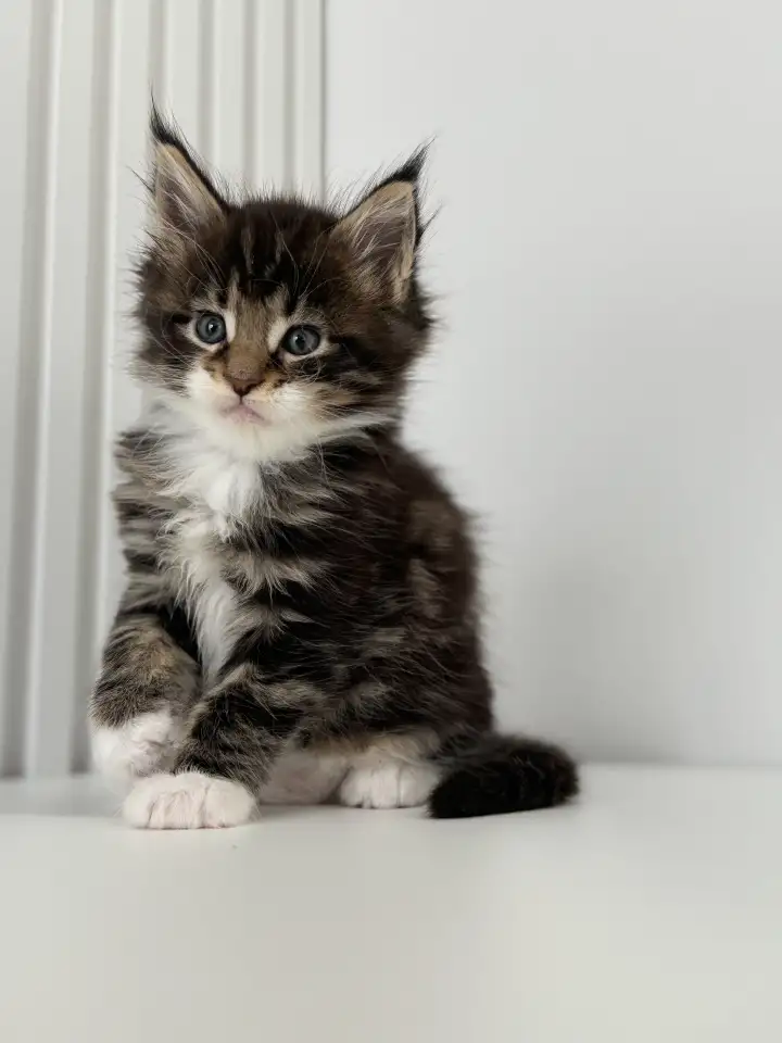Очаровательный Котенок Мейн-Кун, фотография 3