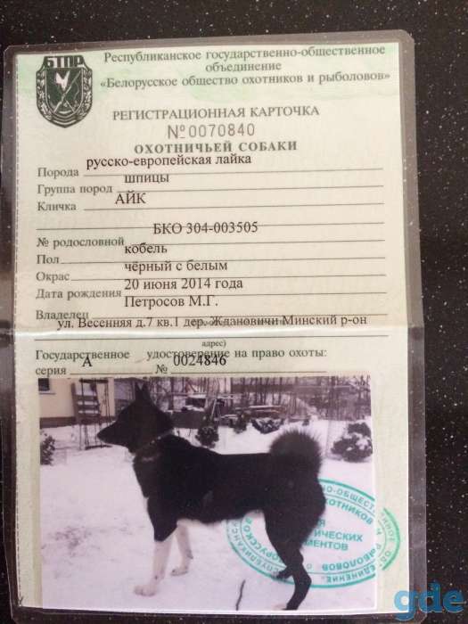 продам щенков русско-европейской лайки, фотография 1