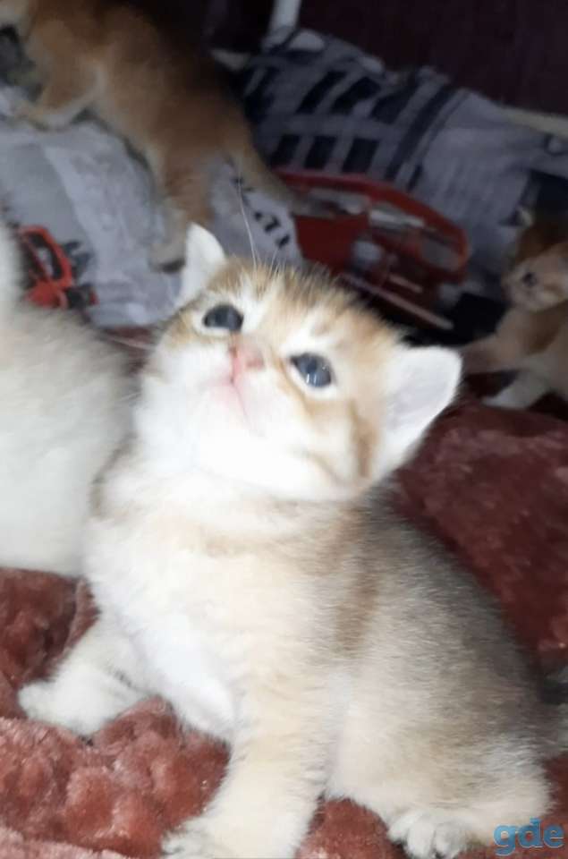 Шотландские котята, фотография 1