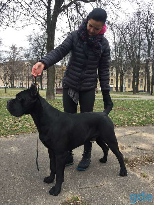 Продам замечательного щенка, фотография 9