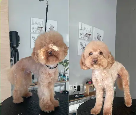 Стрижка собак в Минске, фотография 2