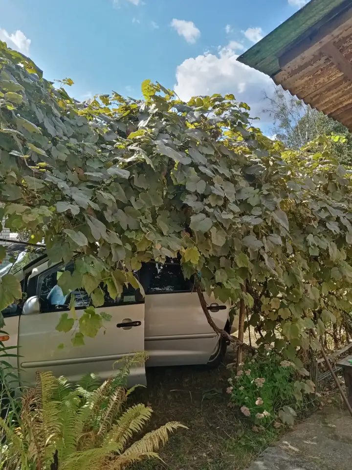 Продам дачу, С Т Химик азот, фотография 1