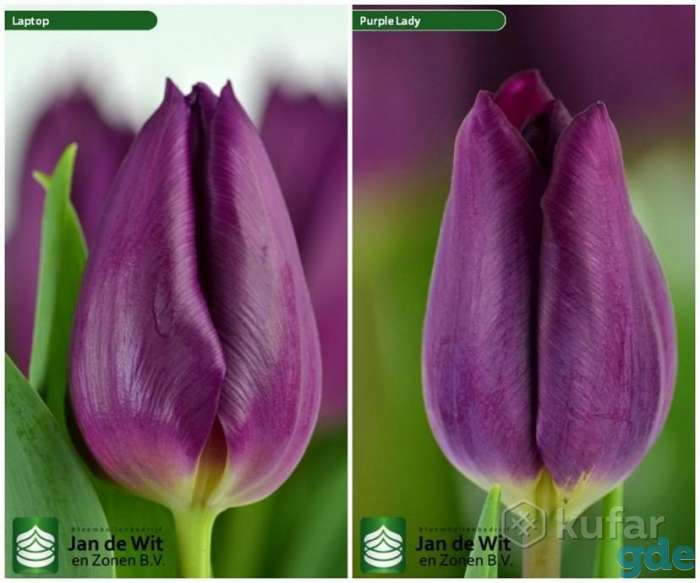 Голландские тюльпаны к 8 Марта (Опт, Розница)., фотография 1