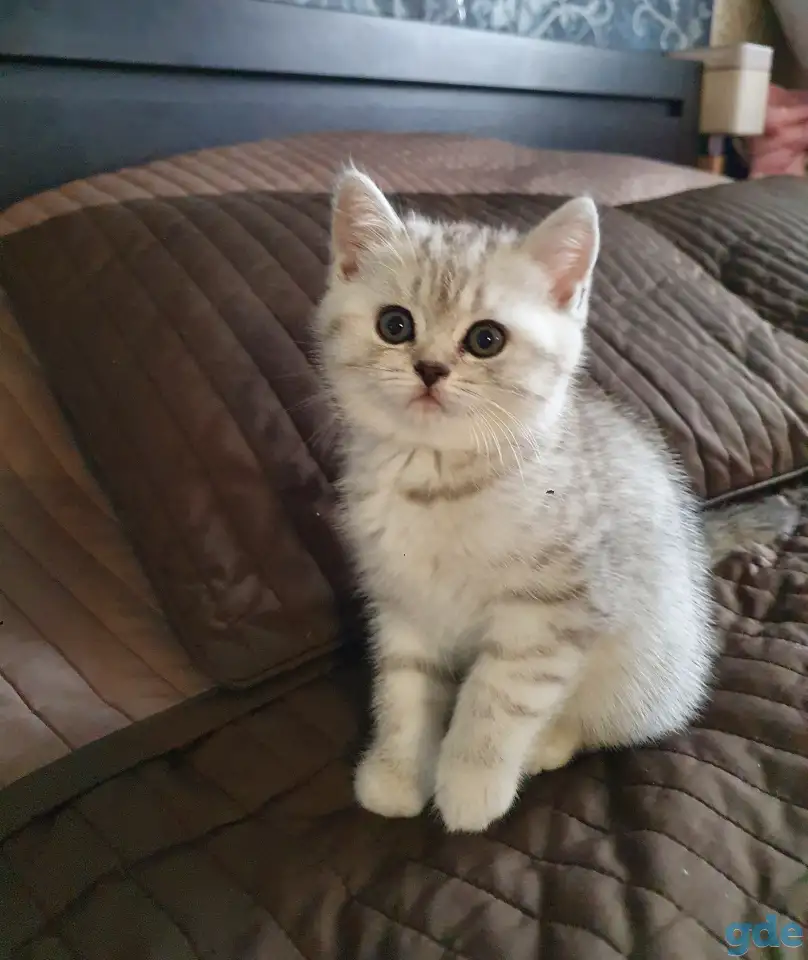 Котята, фотография 1