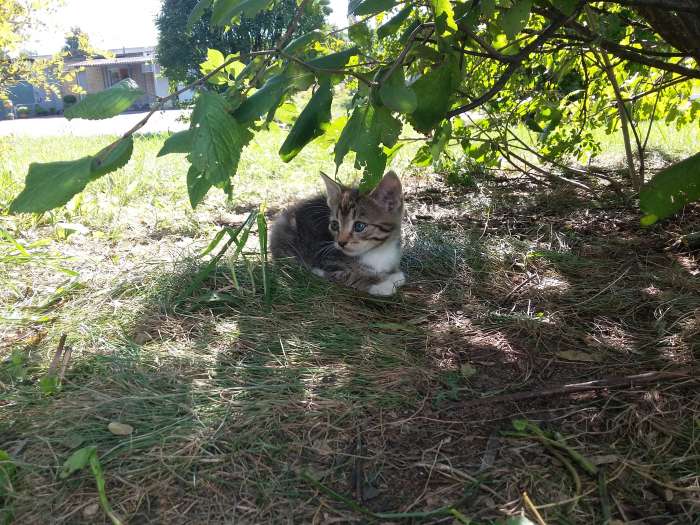Котята даром!!, фотография 2