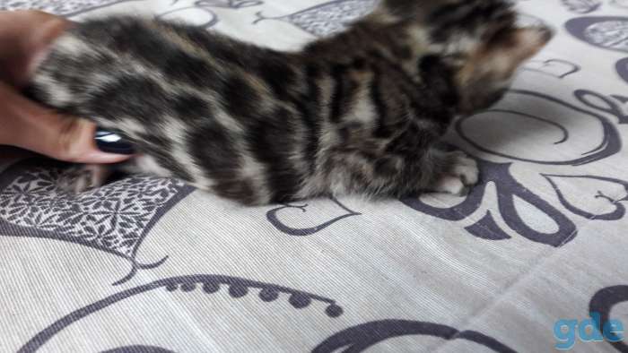 Бенгальские котята, фотография 8