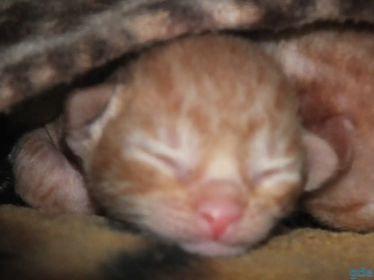 Бронь на корниш-рекс котят, фотография 4