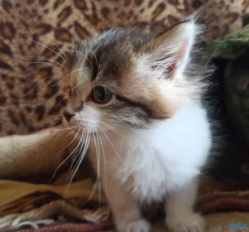 Кошка котенок трехцветная даром, фотография 2