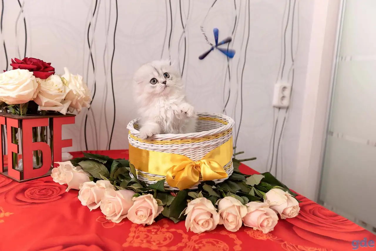 Шотландские котята, фотография 3
