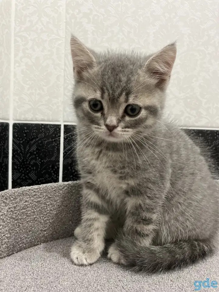 Шотландские котята, фотография 6