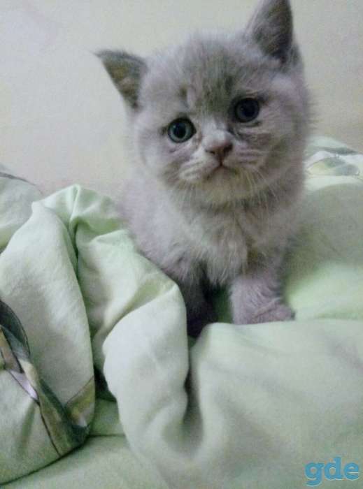 Британские котята, фотография 4