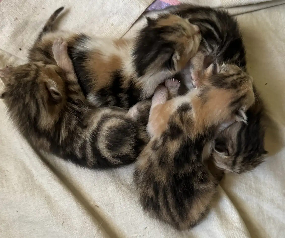 Котята, фотография 1