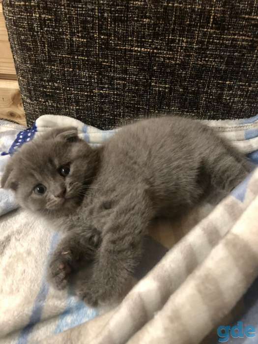 Продажа британских котят, фотография 3