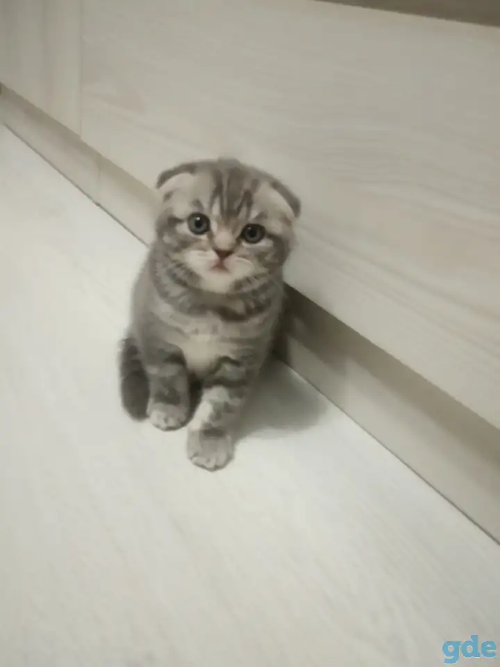Шотладские котята, фотография 2