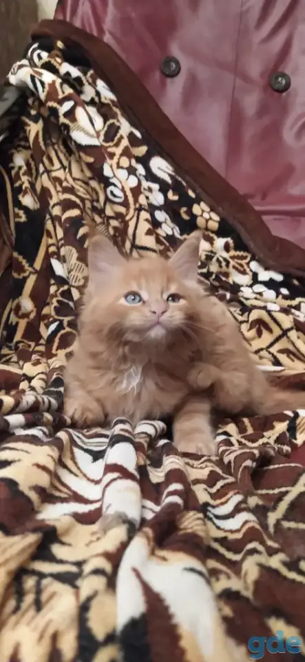 Мейн кун котята, фотография 3