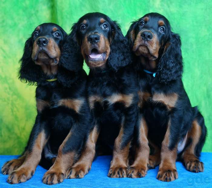 Щенки. Шотландский сеттер (гордон сеттер) Setter Gordon, фотография 1