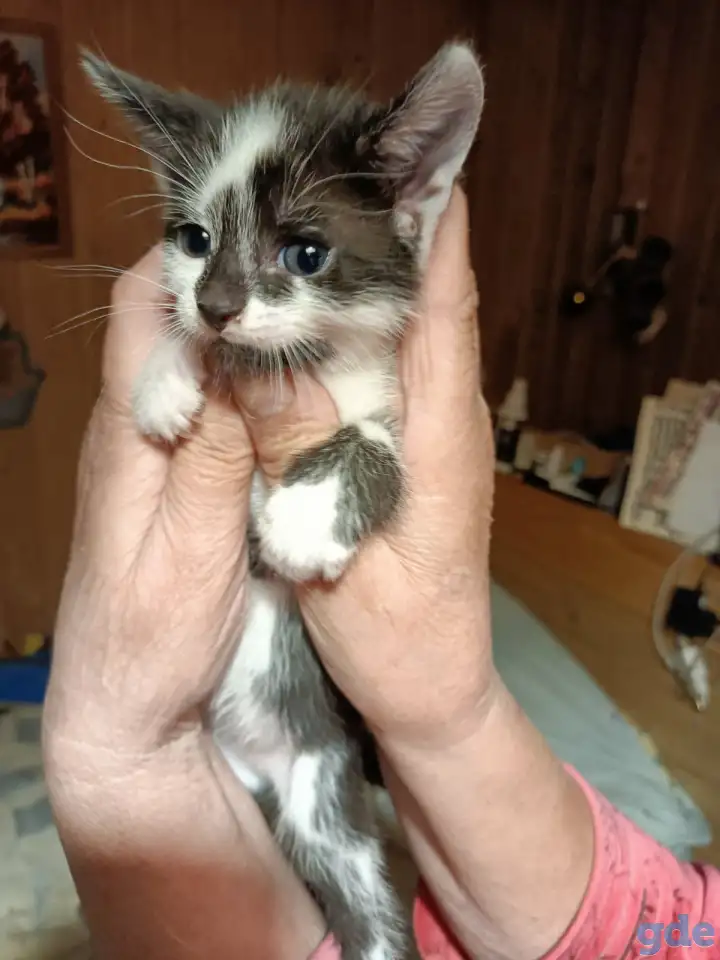 Котята, фотография 1