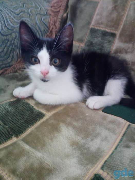 Котик 2 месяца, фотография 1