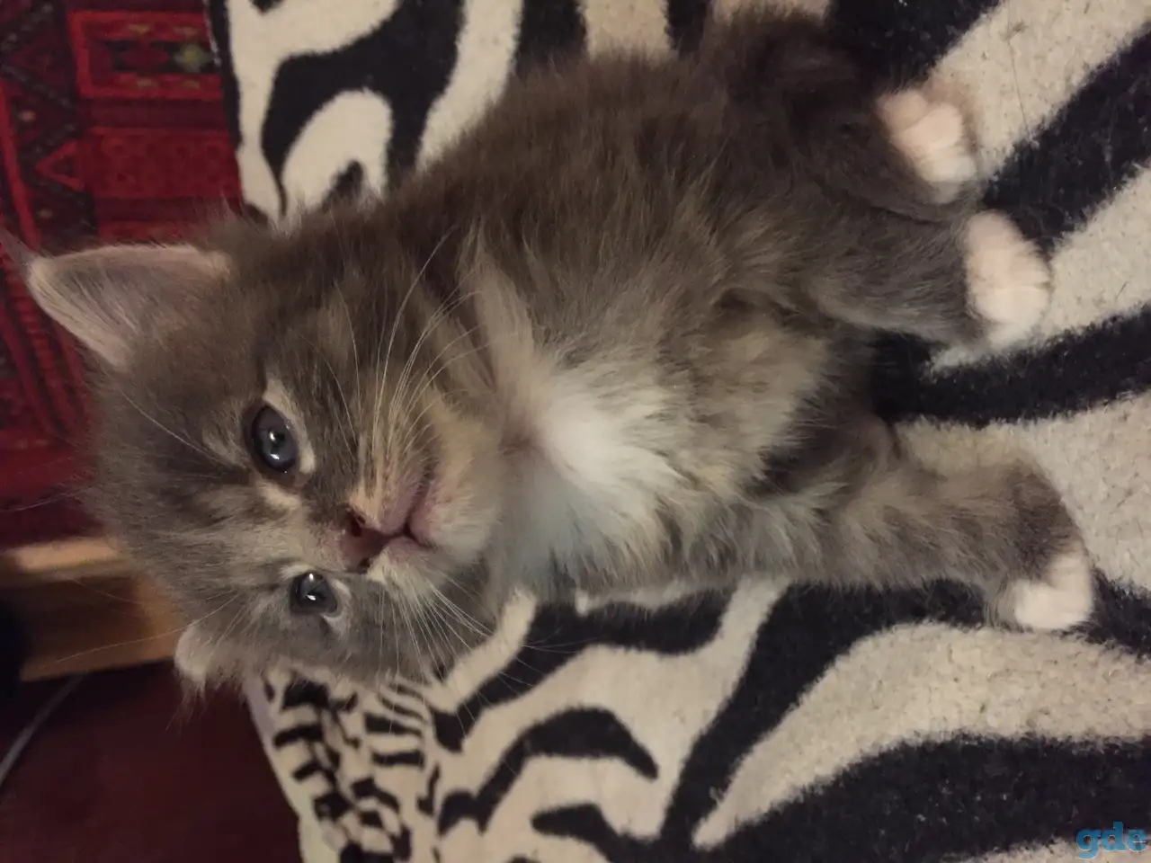 Котенок Мейн Кун, фотография 6