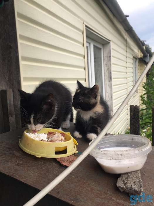 Котята в добрые руки, фотография 10