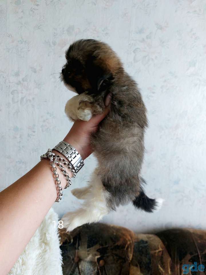 Ши-тцу,щенки.Девочка, фотография 5