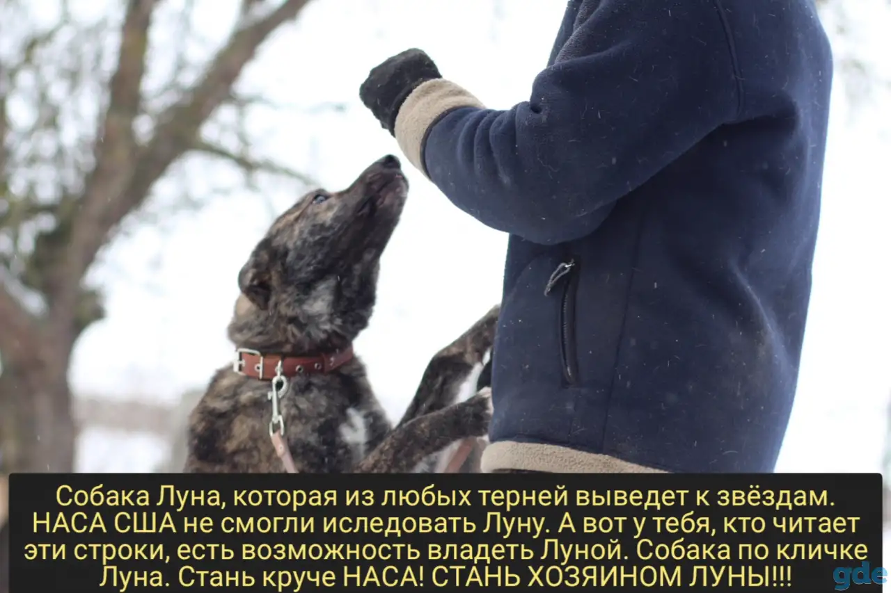 Луна ищет дом, фотография 1