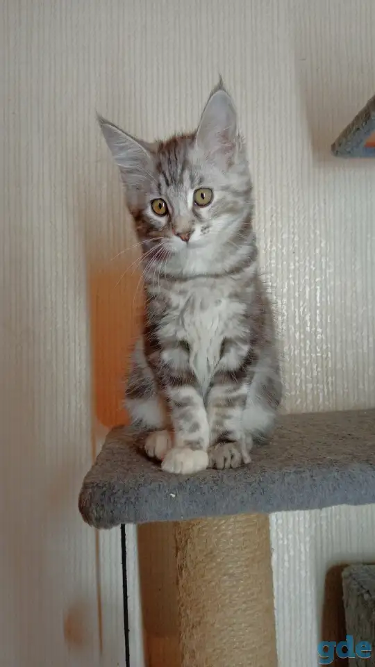 Котята мейн-кун, фотография 3