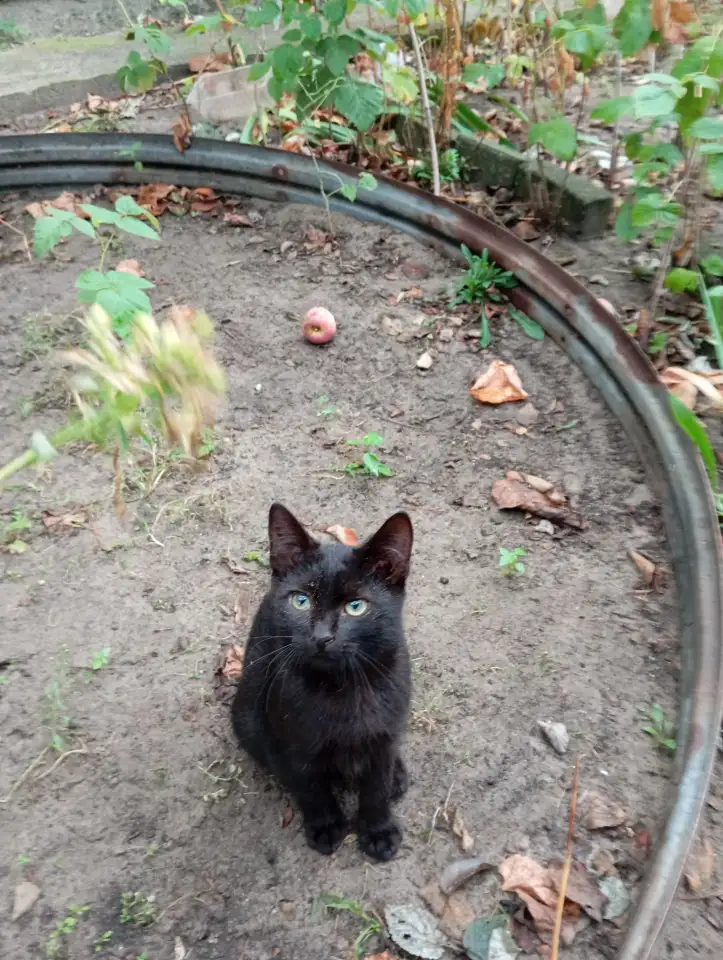 Котенок в дар, фотография 1