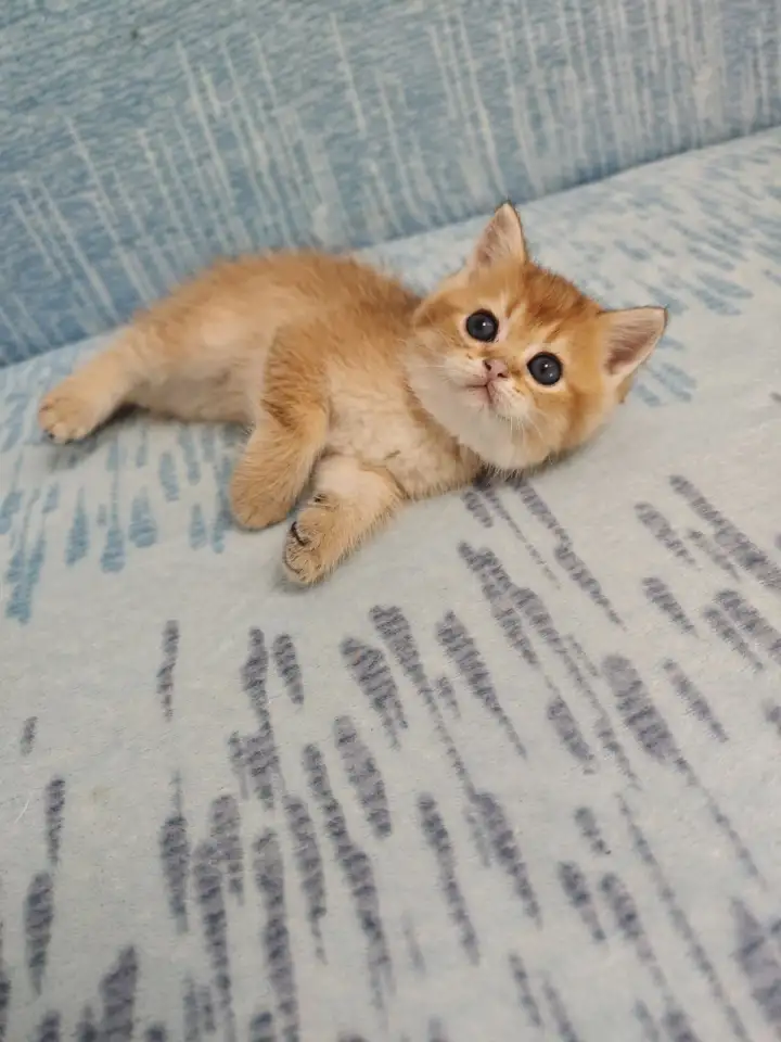 Шотландские котята, золотая шиншилла, фотография 7