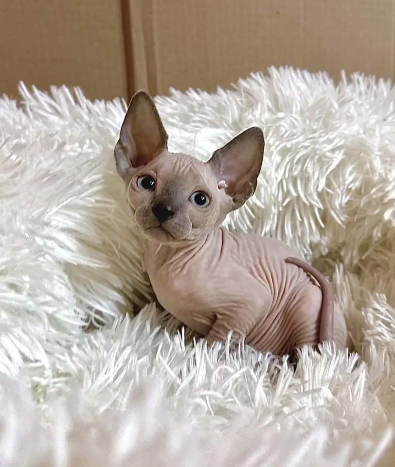 Канадский сфинкс котята, фотография 7