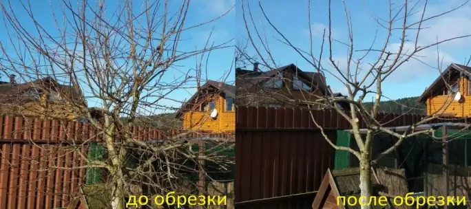 профессиональная осенняя обрезка деревьев, фотография 3