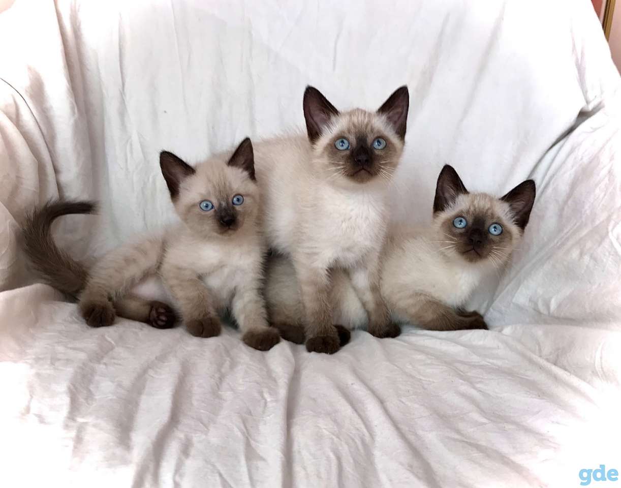 Тайские котята.Сиамские котята., фотография 4