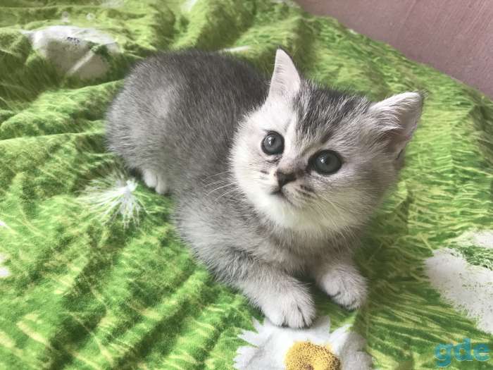 Британская кошечка, фотография 4