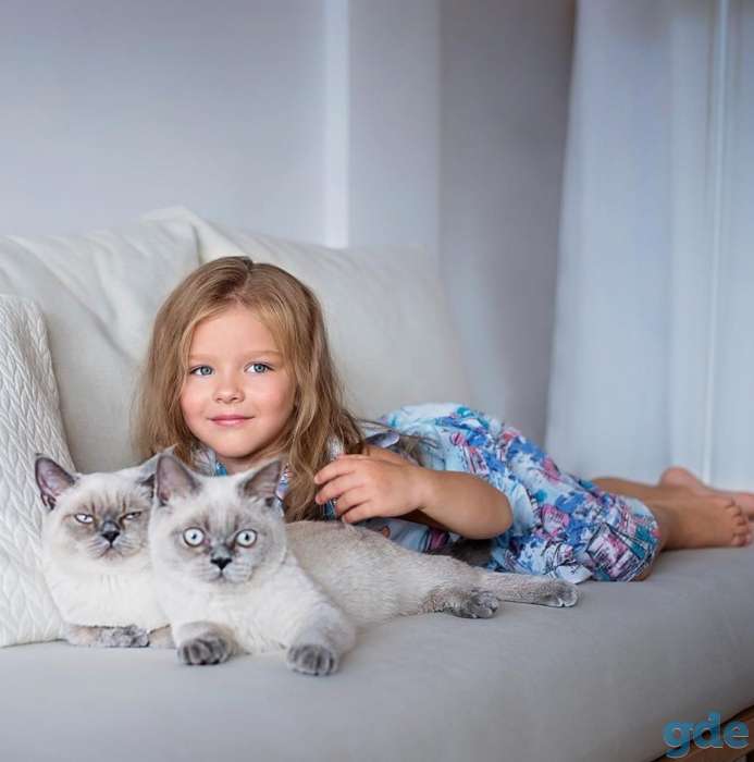 Чистокровные Британские котята от заводчика блю-поинт окрас!, фотография 2