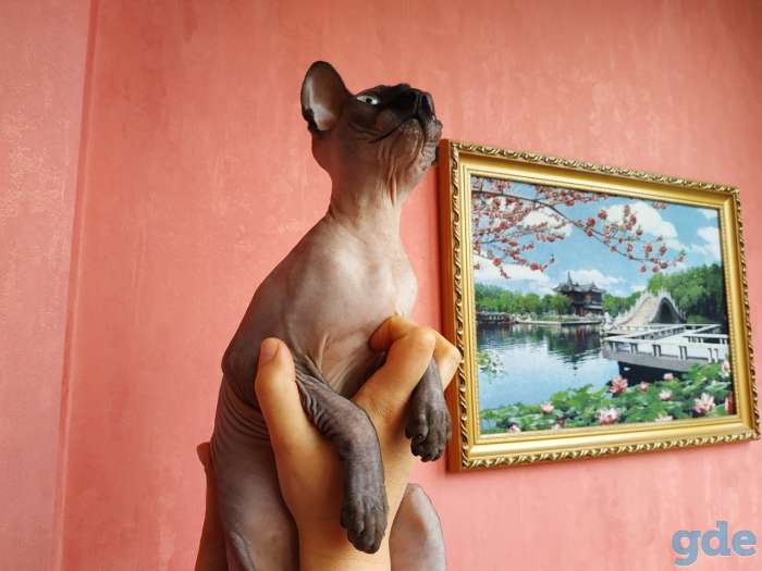 Канадский сфинкс кошка, фотография 1