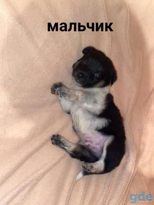 Щеночки ищут хозяев, фотография 2