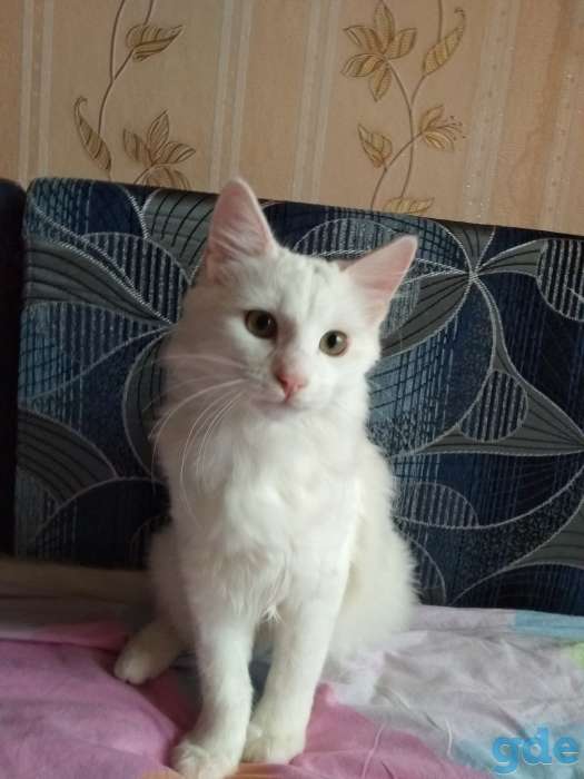 Котята Мейн-кун, фотография 2