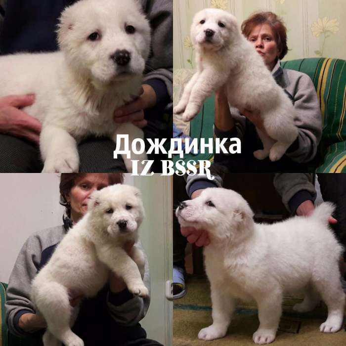 Волкодав PREMIUM класса!, фотография 4