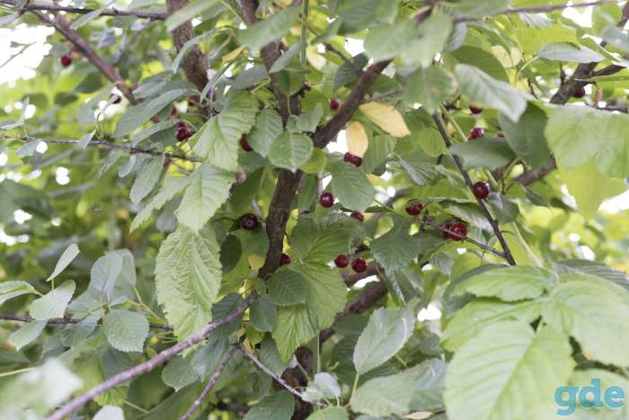 Продам дом, улица Горького, фотография 10