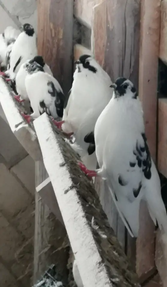 Продам голубей, фотография 2