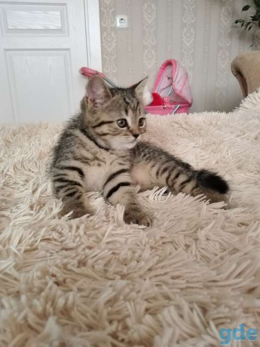 Шотландские плюшевые котята, фотография 1