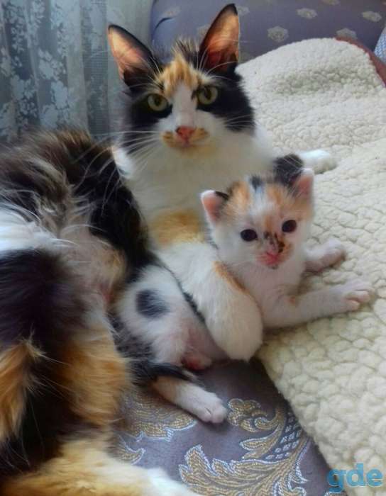 Котята в добрые руки, фотография 2